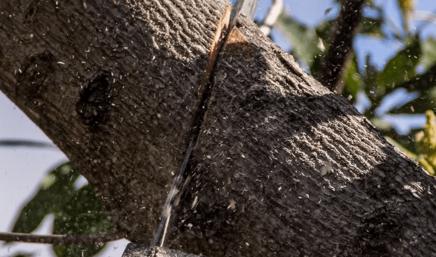 Elite Tree Services And Landscaping